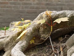 Acer pseudoplatanus