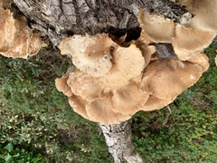 Pleurotus cornucopiae