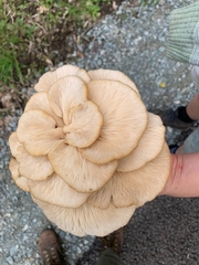 Pleurotus cornucopiae