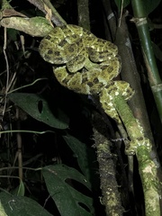 Bothrops taeniatus