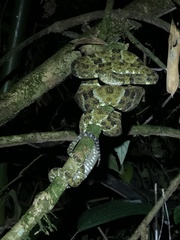 Bothrops taeniatus