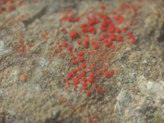 Polycauliona luteominia
