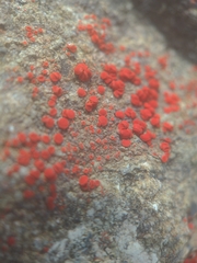 Polycauliona luteominia