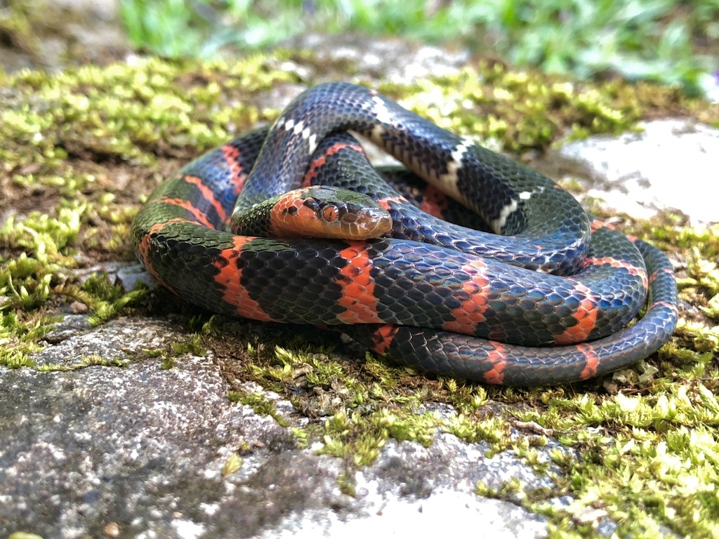 Oxyrhopus erdisii from CU-113, Cuzco, PE on April 19, 2022 at 09:00 PM ...