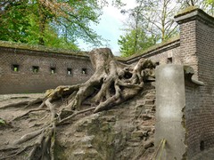 Acer pseudoplatanus