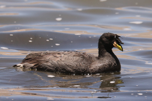 Horned Coot (Fulica cornuta), photo 6