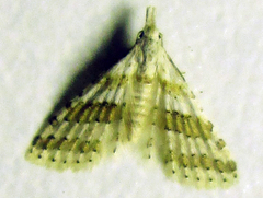 Alucitidae
