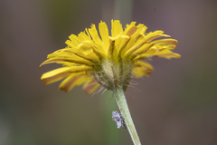 Crepis commutata