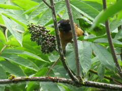 Sambucus racemosa melanocarpa
