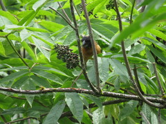 Sambucus racemosa melanocarpa