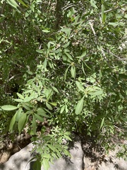 Forestiera pubescens pubescens