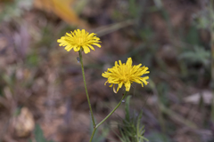 Crepis commutata