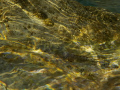 Coryphoblennius galerita
