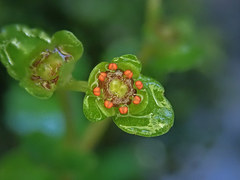 Chrysosplenium americanum