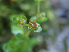 Chrysosplenium americanum