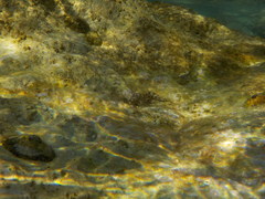 Coryphoblennius galerita
