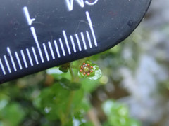 Chrysosplenium americanum