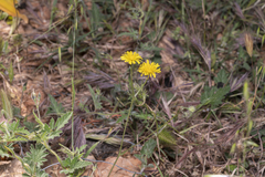 Crepis commutata