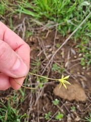 Gagea bulbifera