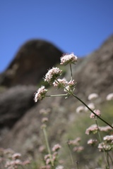Eriogonum fasciculatum fasciculatum