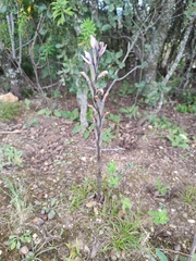 Limodorum trabutianum