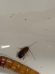 Ischnoptera bilunata