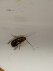 Ischnoptera bilunata