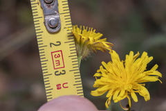 Crepis commutata