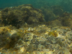 Microlipophrys canevae