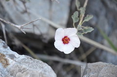Pavonia cymbalaria