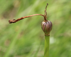 Zephyranthes simpsonii