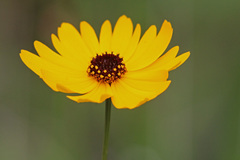 Coreopsis gladiata