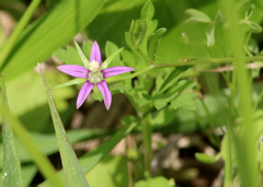 Campanula floridana
