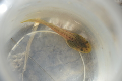 Boana pulchella