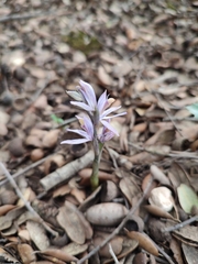 Limodorum trabutianum