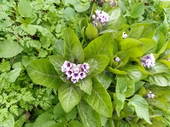 Physochlaina orientalis