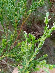 Gnidia sericea