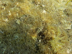 Parablennius incognitus