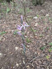 Limodorum trabutianum