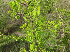 Pyrus communis caucasica