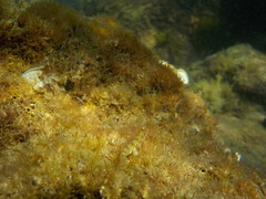 Microlipophrys dalmatinus