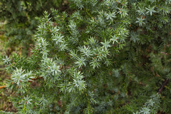Juniperus rigida