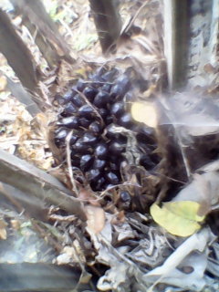 African oil palm