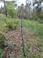 Limodorum trabutianum