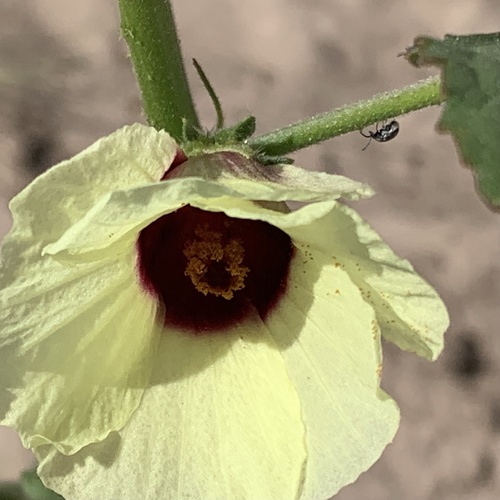 Hibiscus nigricaulis image