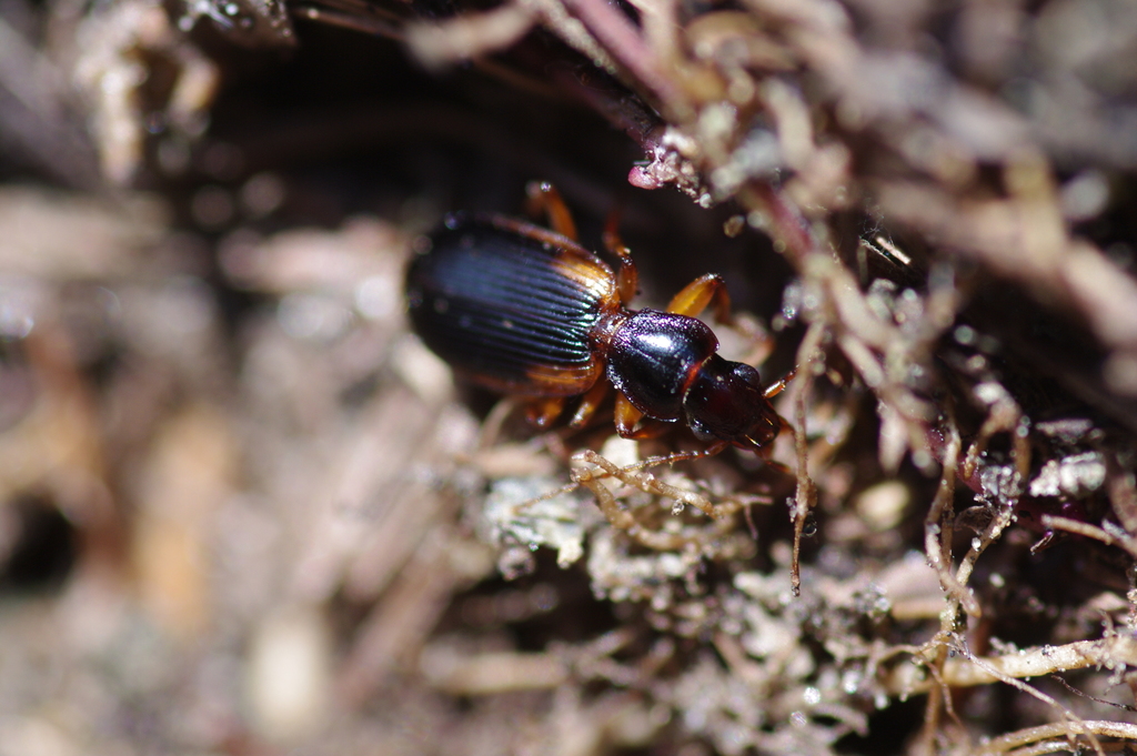 Cymindis from Autonome Provinz Bozen Südtirol, Italien on April 16