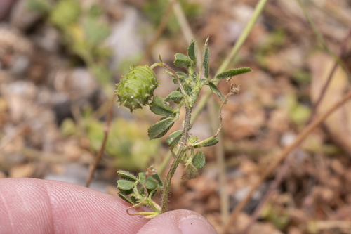 globe medick (Medicago constricta)