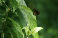 Miltomiges cinnamomea