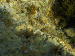 Microlipophrys canevae