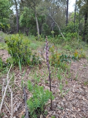 Limodorum trabutianum